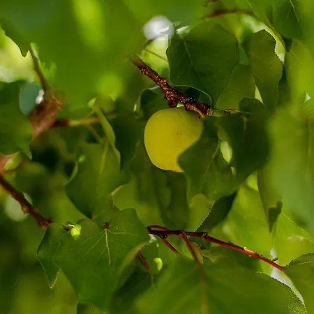 Casa Amina Κάλπε